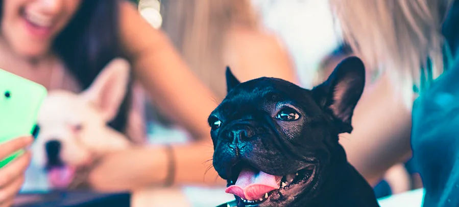 Arriva la Milano Pet Week